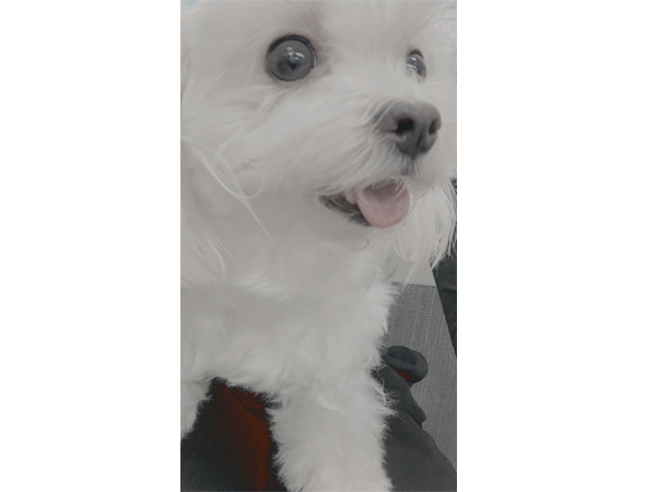 ☆生徒が撮影したモデル犬☆